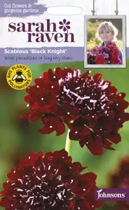 Scabious Black Knight - image 1