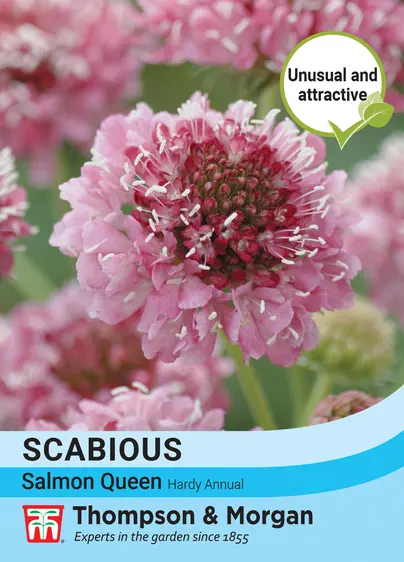 Scabious Salmon Queen - image 1