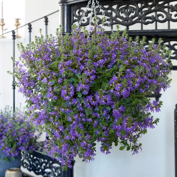 Scaevola 'Surdiva Deep Violet Blue'