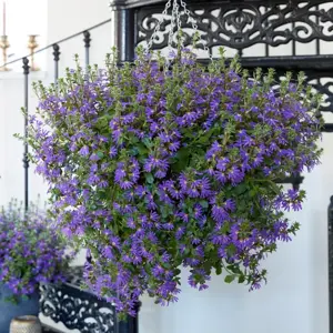 Scaevola 'Surdiva Deep Violet Blue'