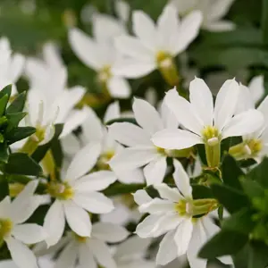 Image Credit: Syngenta Flowers