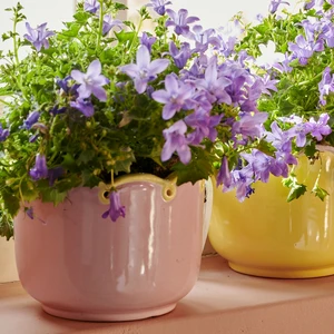 Scalloped Pink Planter - Medium - image 1