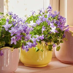 Scalloped Yellow Planter - Medium - image 1