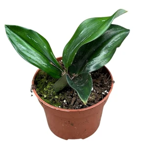 Scaphochlamys scintillans 'Dark Form'