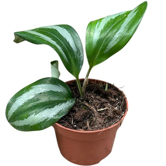 Scaphochlamys scintillans ‘Ooi’