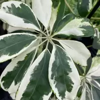 Schefflera