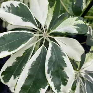 Schefflera arboricola 'Charlotte' - image 1