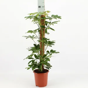 Schefflera arboricola 'Compacta'