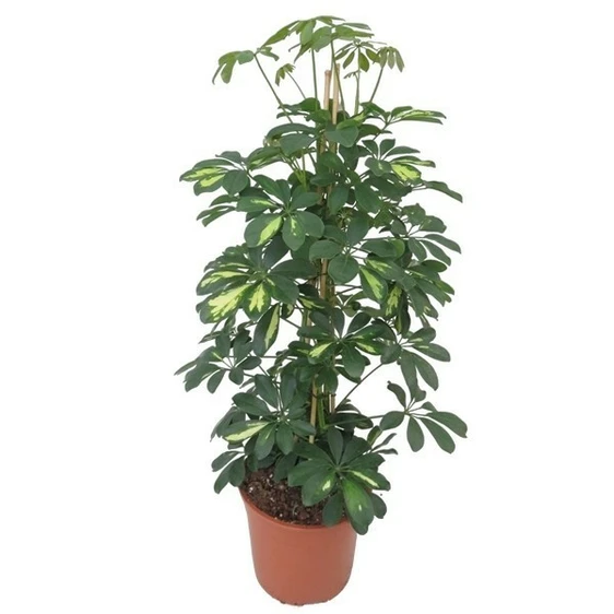 Schefflera arboricola 'Gold Capella' 27cm