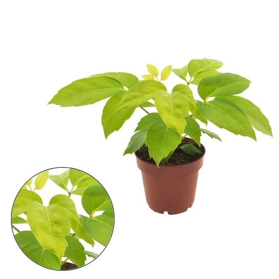 Schefflera actinophylla 'Golden Amate' 12cm