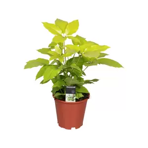 Schefflera actinophylla 'Golden Amate' 19cm