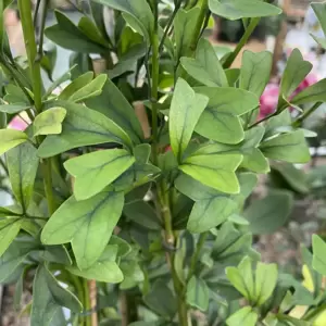 Schefflera 'Heart Leaf' - image 1