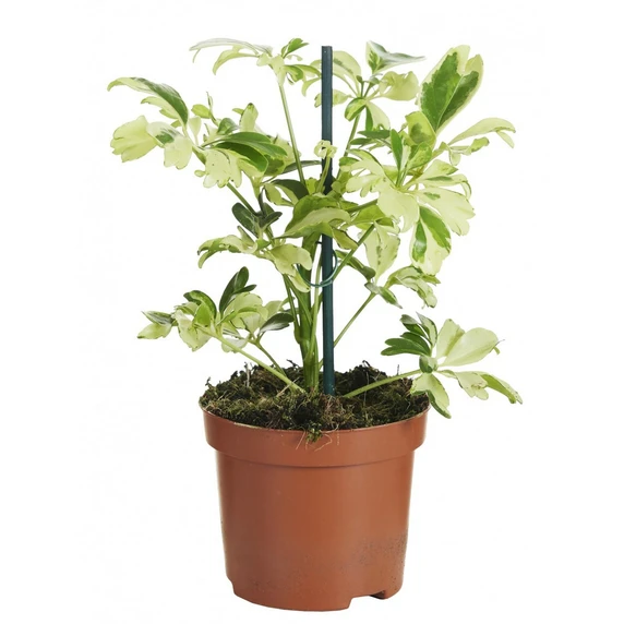 Schefflera arboricola 'Janine'