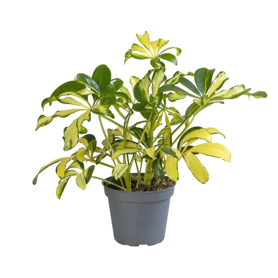 Schefflera 'Madame De Smet'