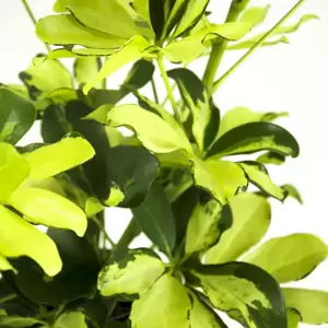 Schefflera arboricola 'Melanie' - image 1