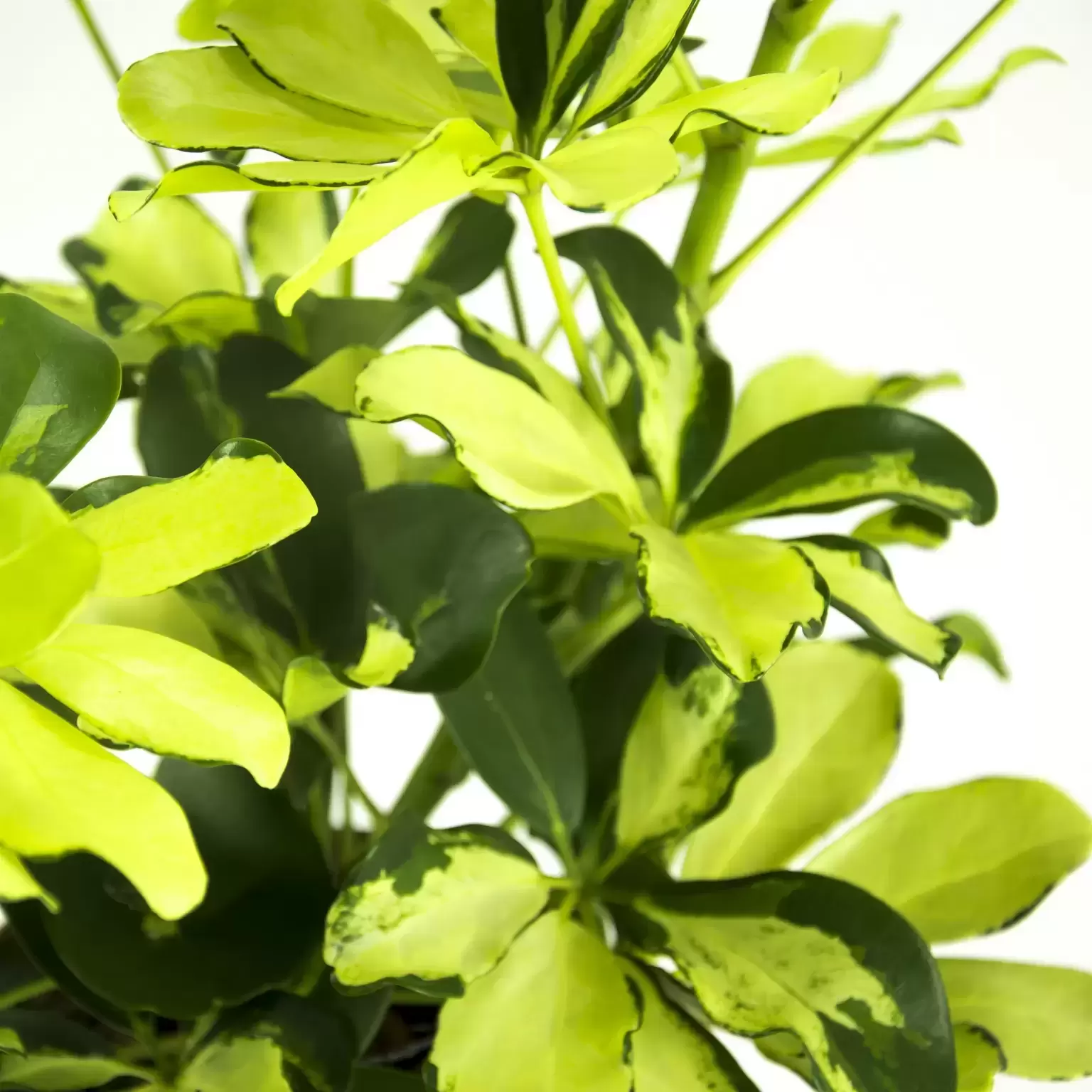 Schefflera arboricola 'Melanie'