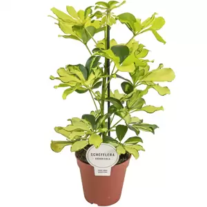 Schefflera arboricola 'Melanie' - image 2
