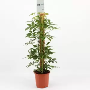 Schefflera arboricola 'Nora' 17cm - image 3