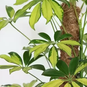 Schefflera arboricola 'Trinette' - image 1