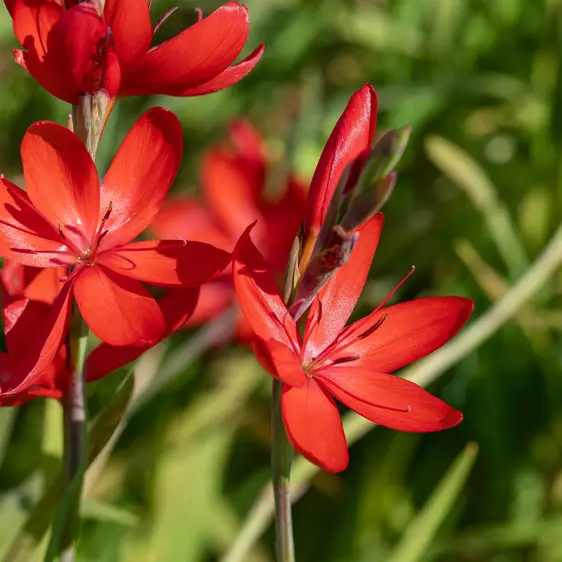 Schizostylis coccinea 'Major' 3L - image 1