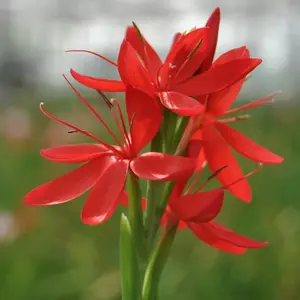 Schizostylis coccinea 'Major' 3L - image 2