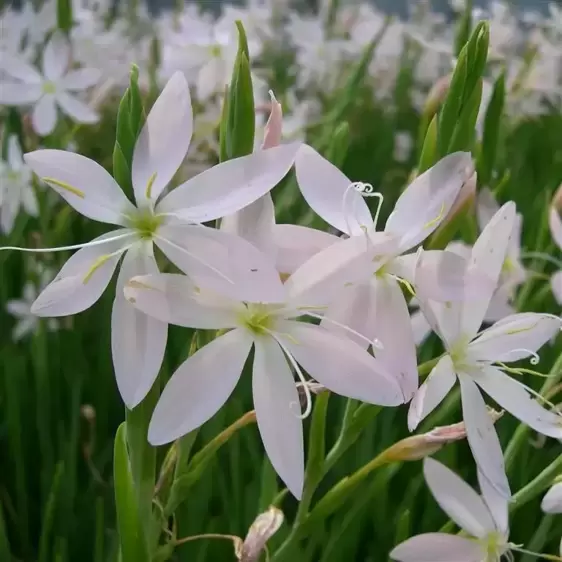 Schizostylis coccinea 'Pink Princess' 3L