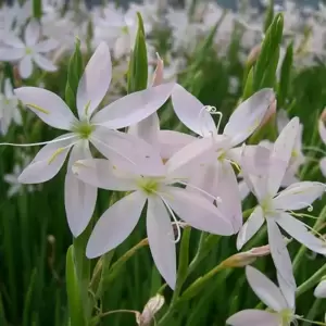 Schizostylis coccinea 'Pink Princess' 3L