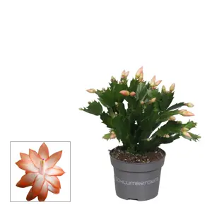 Schlumbergera Orange - Christmas Cactus 9cm - image 2