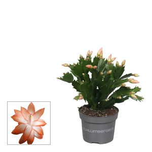 Schlumbergera Orange - Christmas Cactus 10.5cm - image 1
