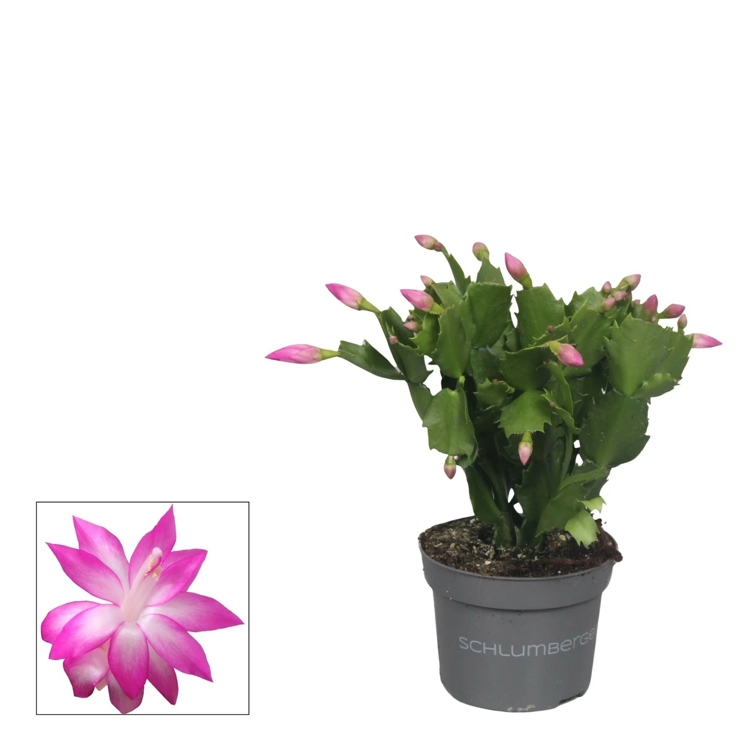 Pale pink christmas cactus