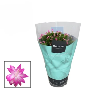 Image Credit: Hofland