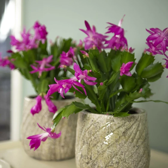 Image Credit: Hofland