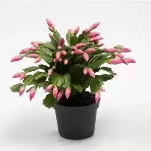 Schlumbergera Pink - Christmas Cactus 12cm