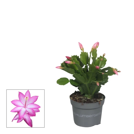 Schlumbergera Purple - Christmas Cactus 10.5cm - image 2