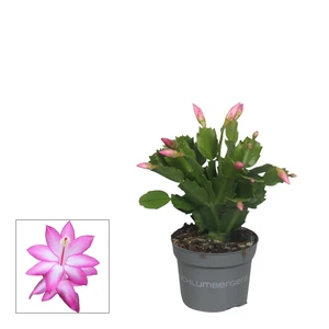 Schlumbergera Purple - Christmas Cactus 10.5cm - image 2