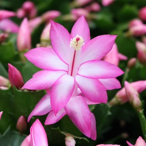 Schlumbergera Purple - Christmas Cactus 10.5cm - image 1