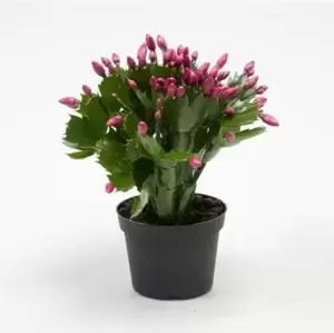 Schlumbergera Purple - Christmas Cactus 12cm