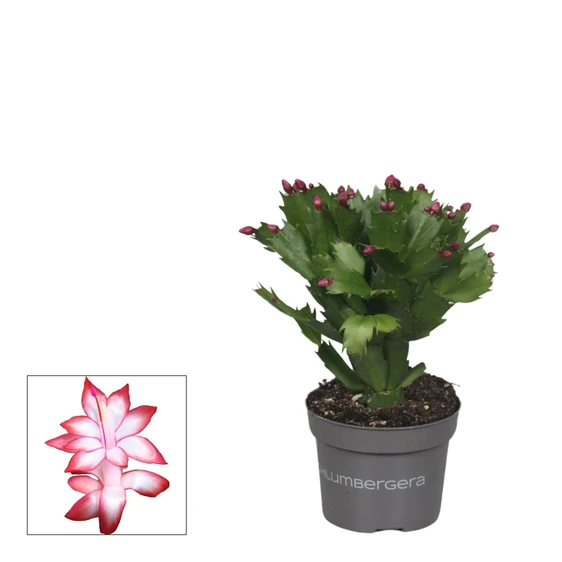 Schlumbergera Red - Christmas Cactus 10.5cm - image 2
