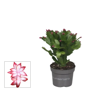 Schlumbergera Red - Christmas Cactus 13cm - image 2