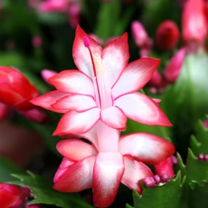 Schlumbergera Red - Christmas Cactus 10.5cm - image 1