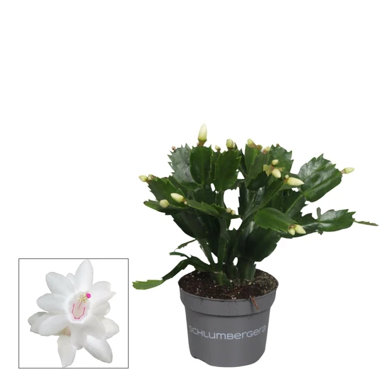 Schlumbergera White - Christmas Cactus 10.5cm - image 2