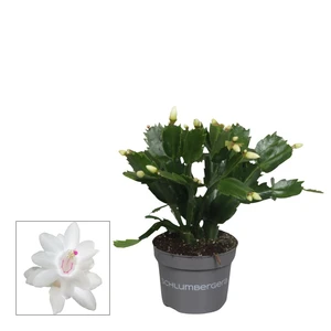 Schlumbergera White - Christmas Cactus 10.5cm - image 2