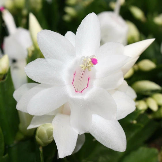 Schlumbergera White - Christmas Cactus 10.5cm - image 1