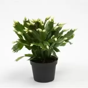 Schlumbergera White - Christmas Cactus 13cm - image 2