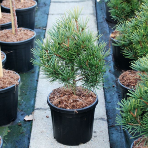 Sciadopitys verticillata 'Green Diamond' 5L - image 4