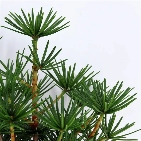 Sciadopitys verticillata 'Green Diamond' 3L - image 2