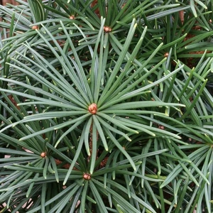 Sciadopitys verticillata 3L - image 1