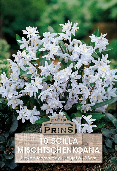 Scilla mischtschenkoana