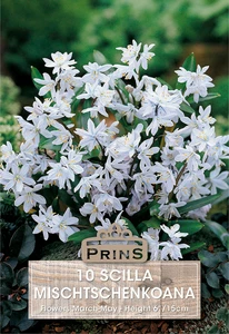 Scilla mischtschenkoana