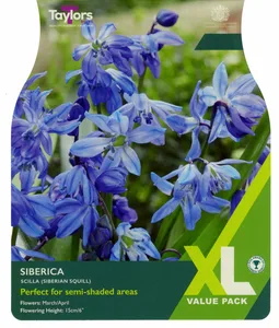 Scilla siberica